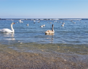 Sute de lebede, la Eforie