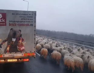 Cu oile pe autostradă