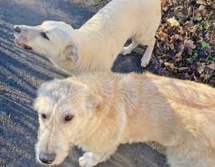 Ciufi și Frumi, adoptați de un medic constănțean