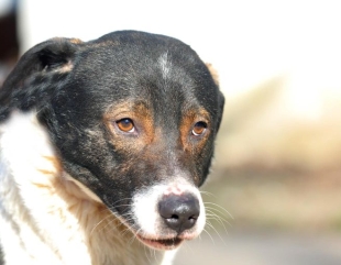 Pretty are nevoie de o familie