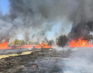 Nicio zi fără un incendiu, în Delta Dunării