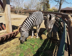 Pregătiri speciale pentru animalele de la Microrezervație