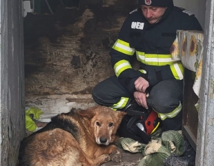 Nero, câinele salvat de pompierii constănțeni