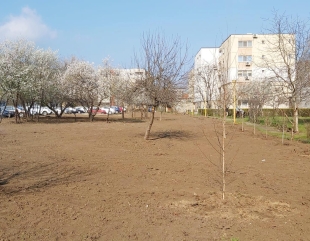 Mesteceni, în amintirea celor dragi