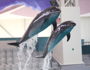 Mai multe spectacole la Delfinariu