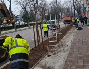Primăria Constanța amendată pentru tăierea teilor sănătoși