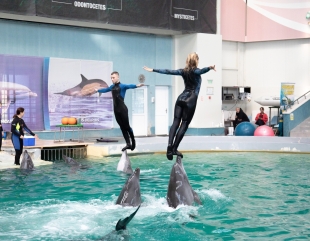 Interes uriaș pentru spectacolele cu delfini