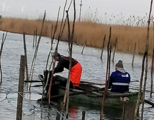 Dunărea repopulată cu șalău
