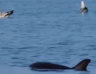 Delfin, în pericol