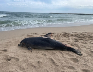 Delfin eșuat pe plaja din Eforie