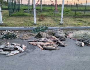 170 kg de pește confiscate de polițiști