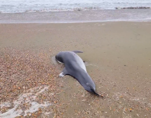 Delfin mort la malul mării