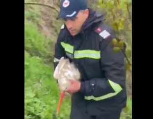 Au salvat o barză