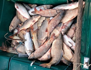 25 kilograme de sturion redate mediului natural