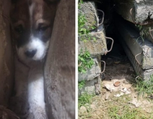Misiune de salvare a unui pui de cățel