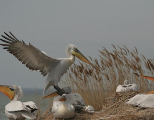 Recensământul pelicanilor creți