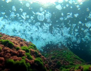 O mare de meduze