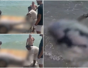 Delfin eșuat la mal, sub privirile turiștilor
