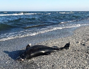 Delfin mort în zona Cazino