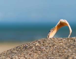 A murit în timp ce scotea rapane din mare