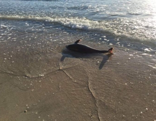 Pui de delfin găsit mort pe o plajă din Mamaia