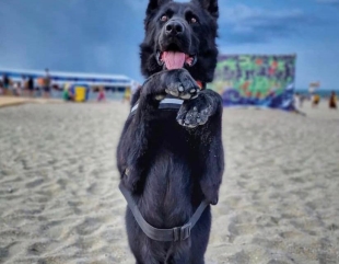 Șuier, câinele polițist, ajunge la Neversea