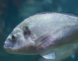 Dorada de… Marea Neagră