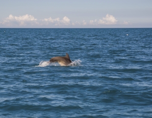 Un delfin a înotat printre turiști