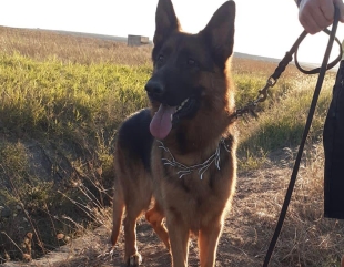 Câine căzut într-o groapă adâncă, salvat de pompierii constănțeni