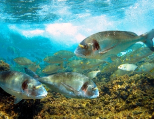 Dorada de Marea Neagră. Experiment reușit la Institutul de Cercetări Marine din Constanța