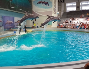 Delfinariul din Constanța va primi 5 delfini din Malta