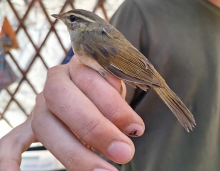 Descoperire uimitoare în Delta Dunării. Ornitologii au observat o pasăre care trăiește exclusiv în Siberia