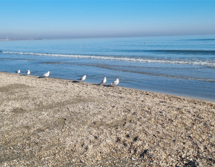 Mamaia, oază de soare la începutul lui 2024