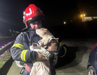 Un cățel rătăcit a fost salvat de la înec de pompierii constănțeni