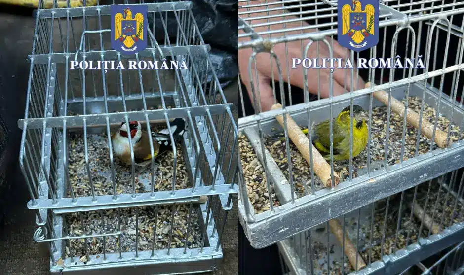 Păsări protejate de lege salvate din ghearele braconierior