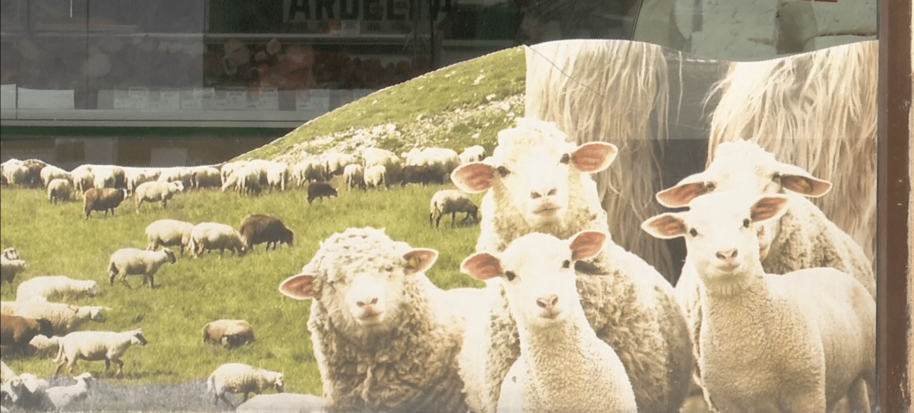 Au apărut primii miei în piețele din Constanța