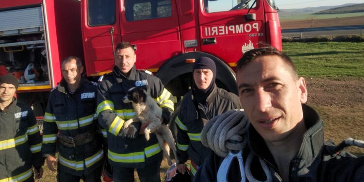 Pompierii tulceni, eroi pentru mai multe animăluțe