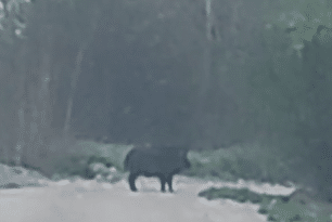 VIDEO: Porci mistreți surprinși la Valu lui Traian