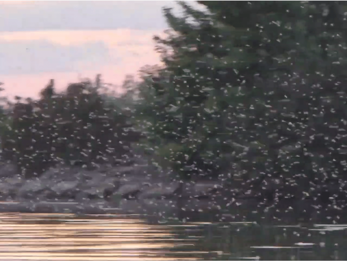 Spectacol natural în Delta Dunării: Apariția efemeridelor a fascinat turiștii și localnicii