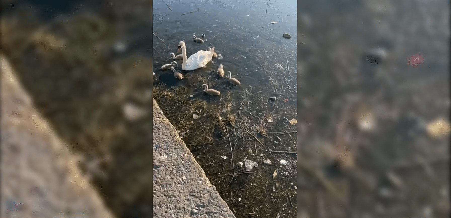 O lebădă cu puii, captivi printre gunoaiele de pe Lacul Tăbăcăriei