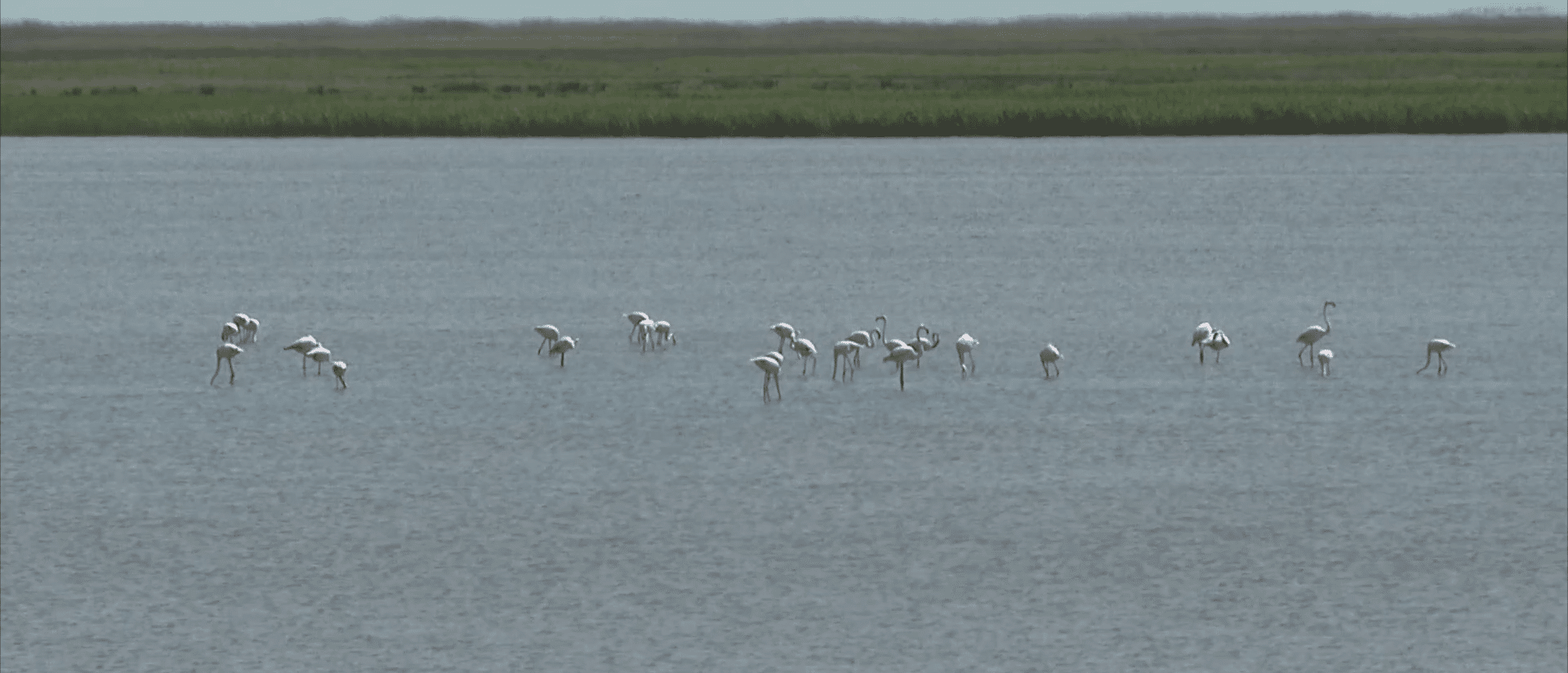 Zeci de păsări flamingo au poposit în Delta Dunării