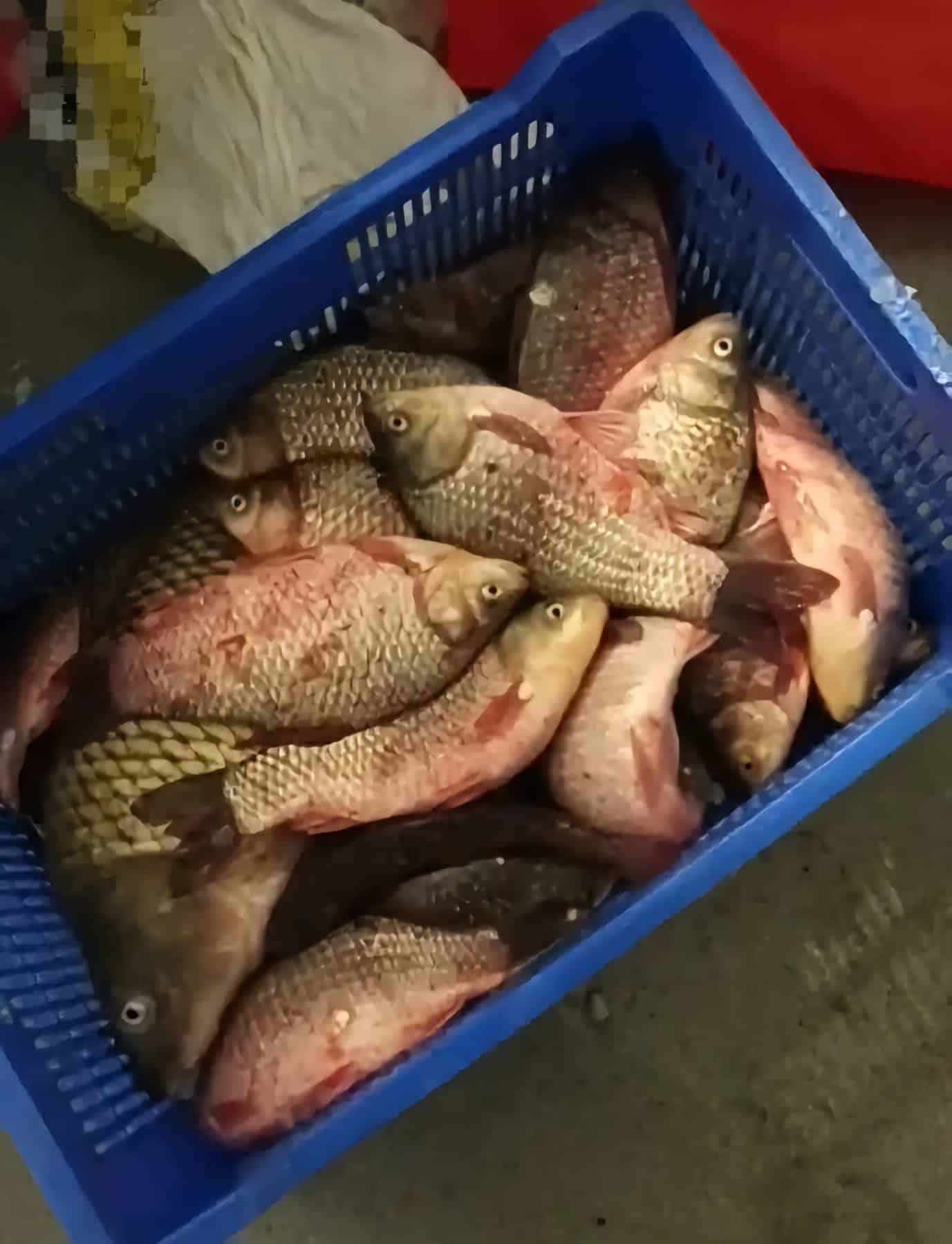 Braconaj în miez de noapte: Bărbat prins în flagrant delict la Dunăreni!