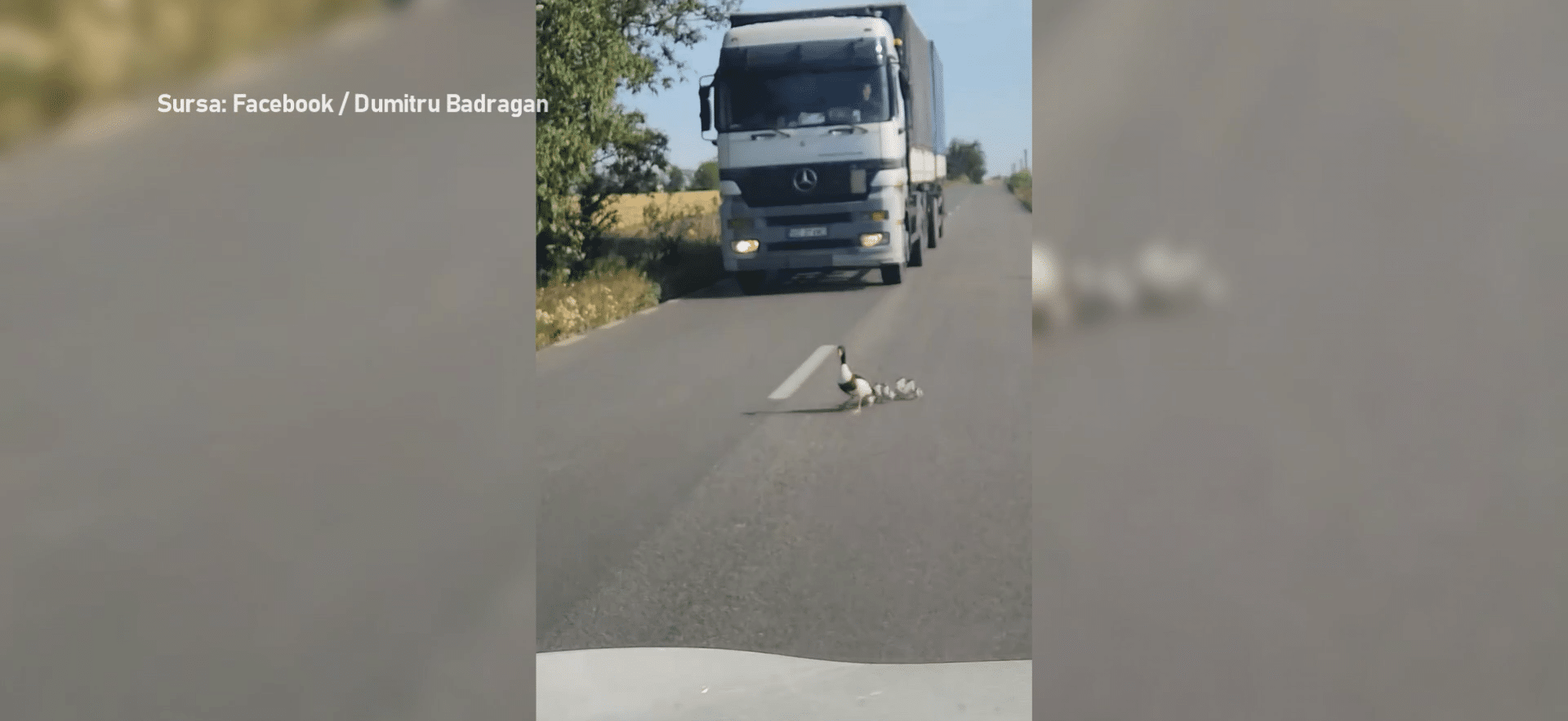 O familie de rațe, în trafic