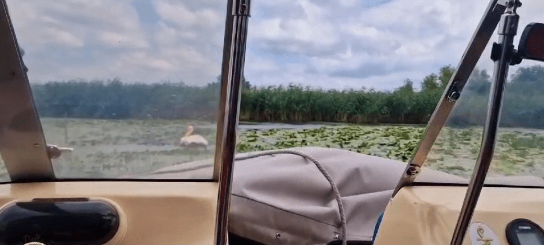 Pelican salvat de turiști în Deltă