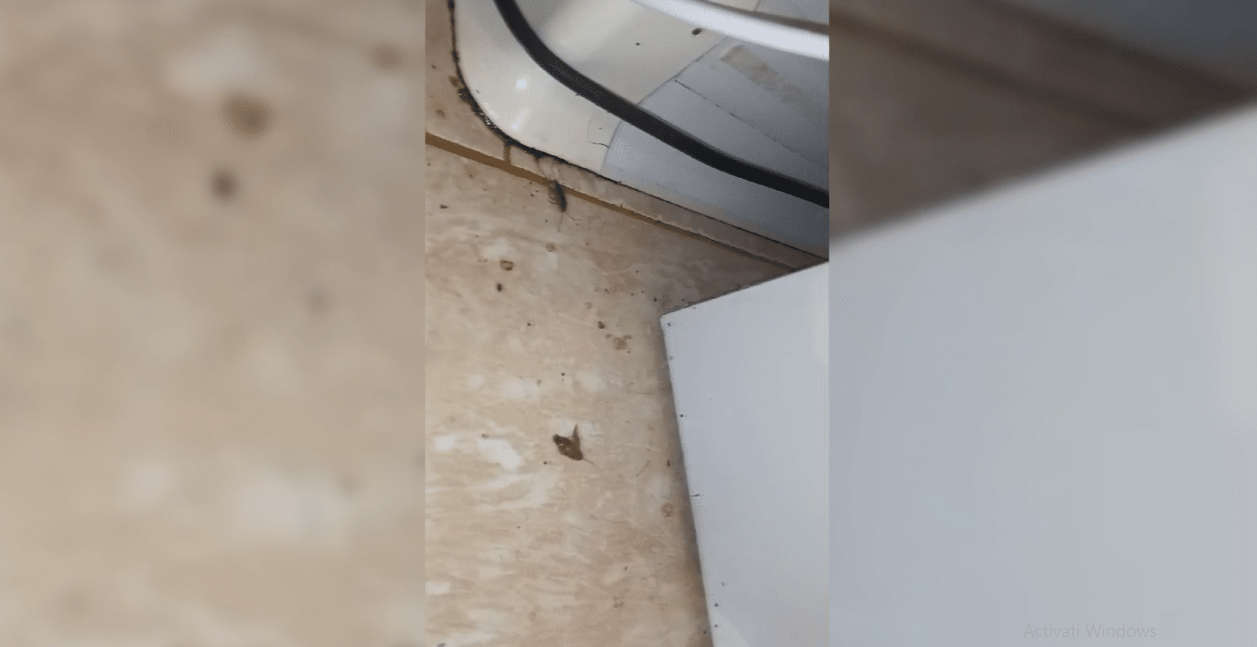 Clătite cu bormașina și gândaci în bucătărie