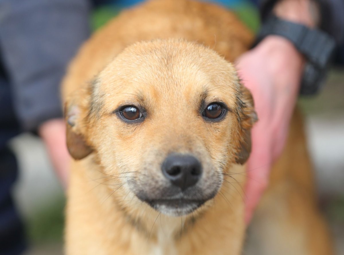 Campania ,,Adoptă un cățel” continuă