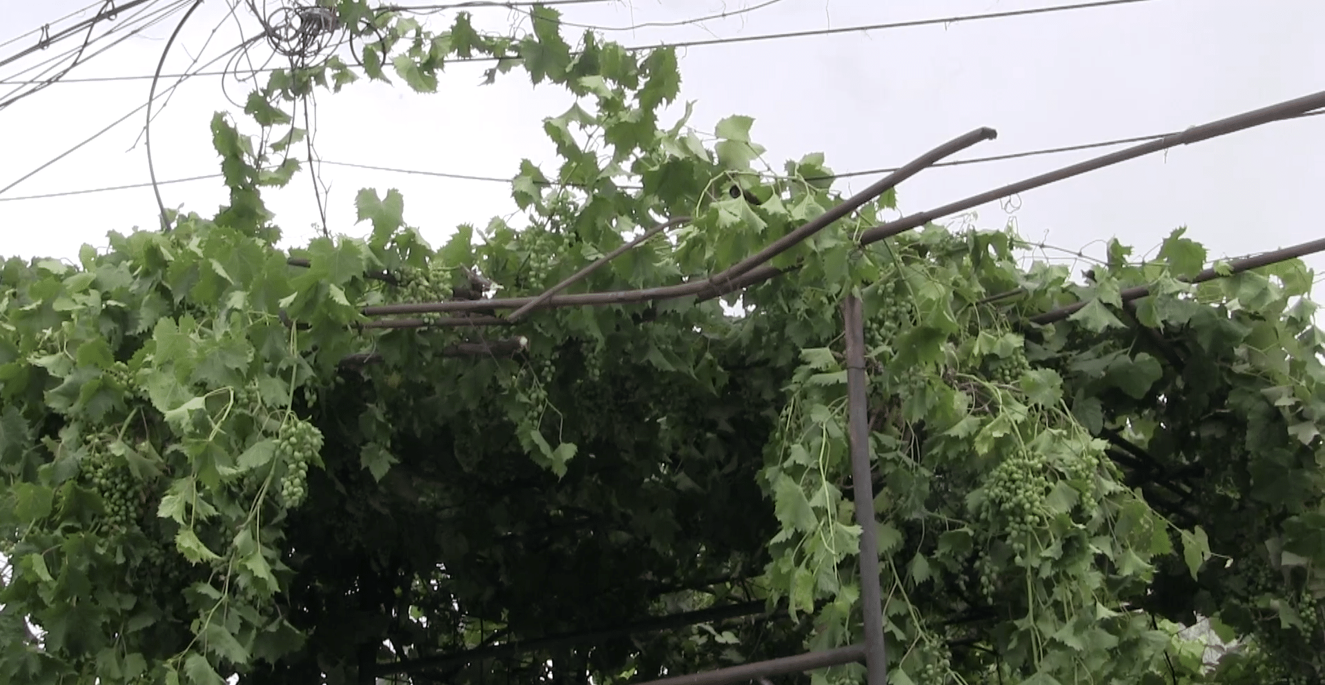 Constănțeni somați de Poliția Locală