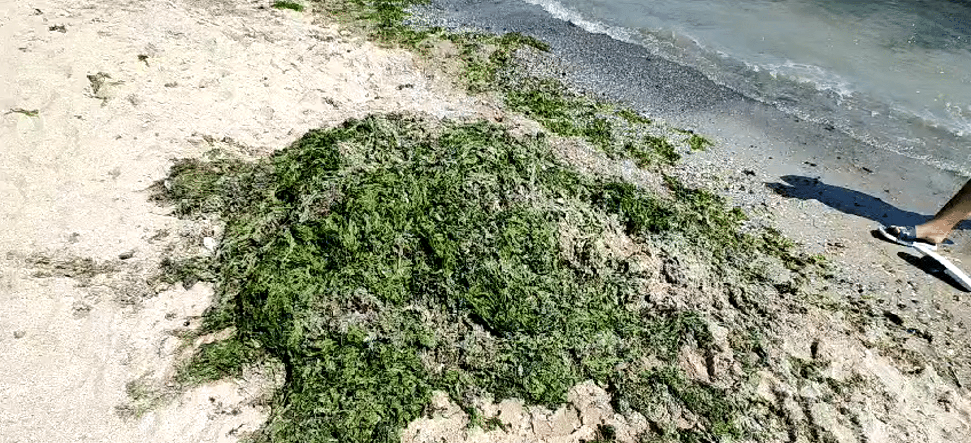 Plaje sufocate de alge