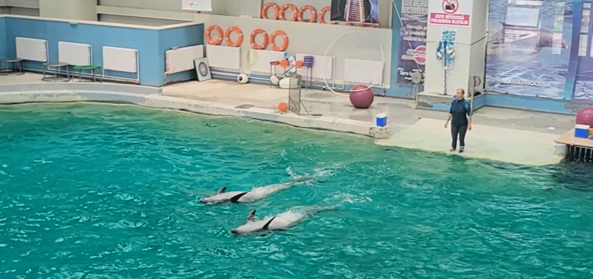 Doliu la Delfinariu. “Baby” nu a supraviețuit