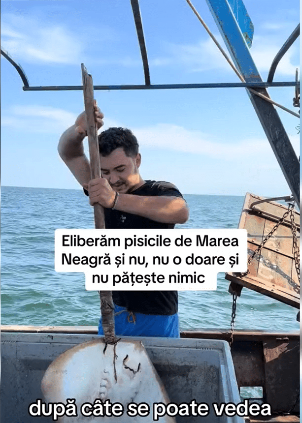 Pisici de mare salvate de un pescar